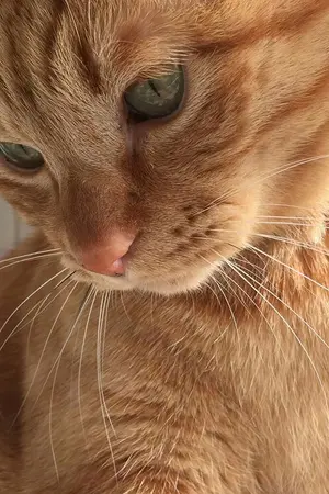 ปกนิยาย MEOW ROOM #แมวส้ม | HUNHAN