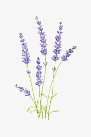 ปกนิยาย None an Omega II OMEGAVERSE