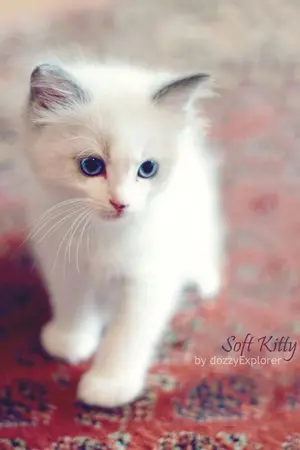 ปกนิยาย เกิดใหม่กลายเป็นแมวซะแล้วอ่ะ!!