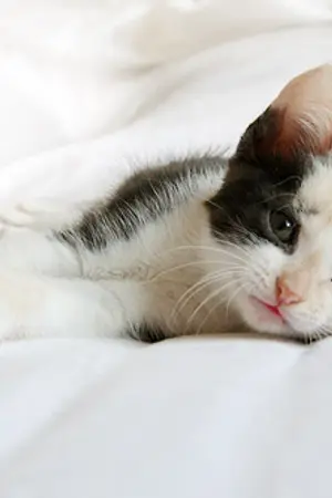 ปกนิยาย ปาฏิหาริย์จากลูกแมว