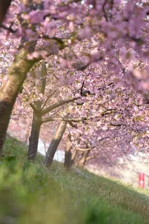 ปกนิยาย ภารกิจอลเวง