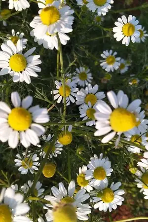 ปกนิยาย Forever (yaoi)