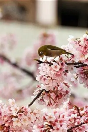 ปกนิยาย (Fic NARUTO) When love blooms