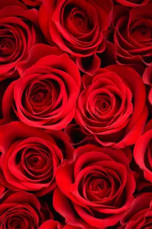 ปกนิยาย Till the rose withers