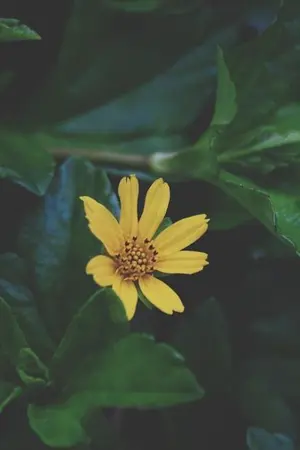 ปกนิยาย drummer  | | #มือกลอง