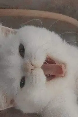 ปกนิยาย เด็กพี่พยัคฆ์ | chanbaek (AU-THAI)