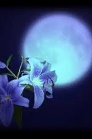 ปกนิยาย ไฟแค้นเพลิงแสงจันทร์