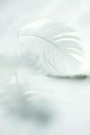 ปกนิยาย [DWD] Angel And Devil [ Rem x Oc x Shiki] ft.Mage