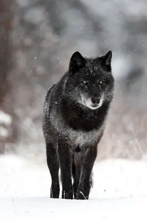 ปกนิยาย THE WOLF WORD  หมาป่าตัวนั้นร้องหาความอยุติธรรมอีกแล้ว