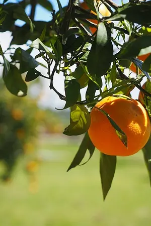 ปกนิยาย กับดัก ยอดใจ