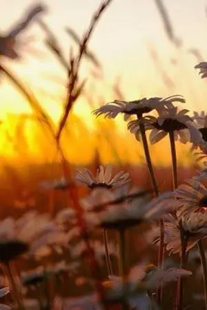 ปกนิยาย ปารถนา