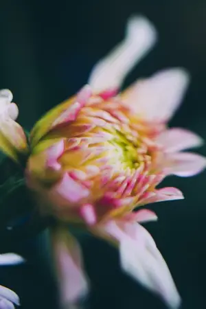 ปกนิยาย จันทร์กระจ่าง (yaoi)