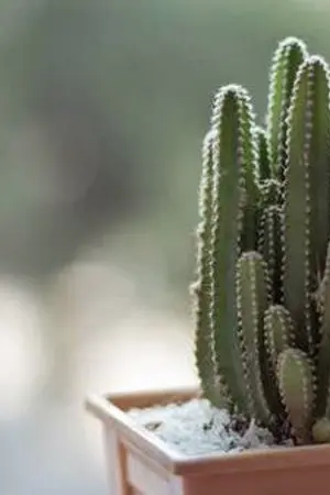 ปกนิยาย [GOT7] NO.2 - JackBam ll MarkBam