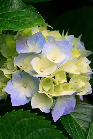 ปกนิยาย ไดอารี่ของ ด.ญ. ความเศร้า