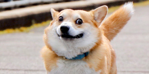 Good Dog