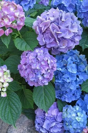 ปกนิยาย I wish it will come true,I wish.