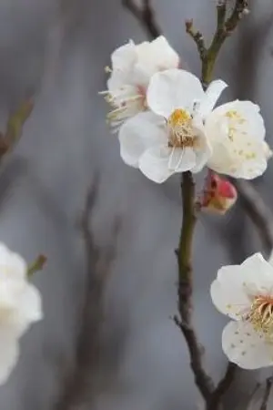 ปกนิยาย เกิดใหม่อีกทีก็กลายเป็นพ่อม่ายลูกติดไปเสียแล้ว