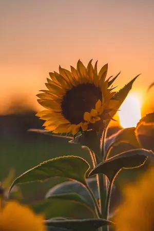 ปกนิยาย sun flower taegi | omegaverse