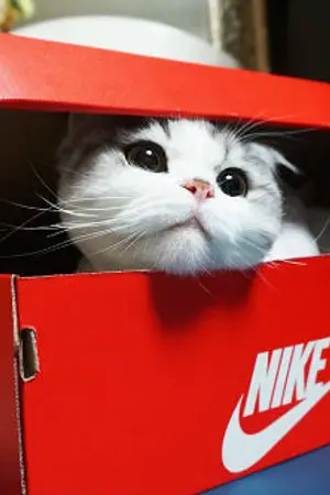 ปกนิยาย THE LITTLE CAT [KRISYEOL x ALL EXO]