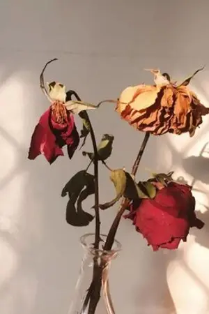 ปกนิยาย 【Haikyuu!】 OC x Shirabu | Imperfection