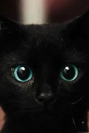 ปกนิยาย FICGOT7 BLACK CAT #BNIOR