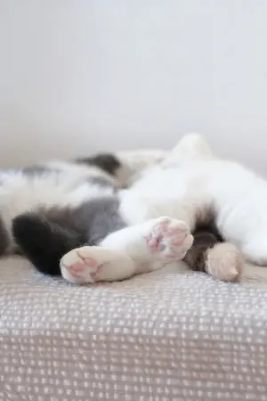 ปกนิยาย [FIC] SWEET Rhythm | #NoMin #DoTen #Johnil