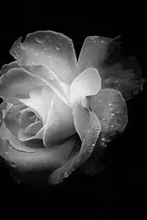 ปกนิยาย [SF] ETERNAL |  MINONG  #มินอง #หลินโฮ