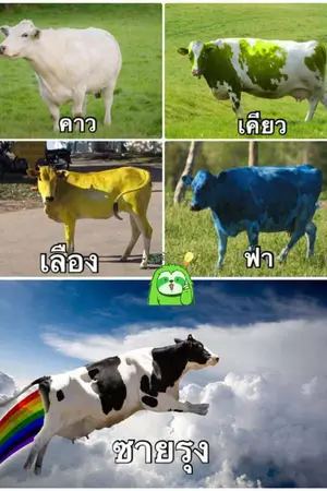 ปกนิยาย RAINBOW PROJECT