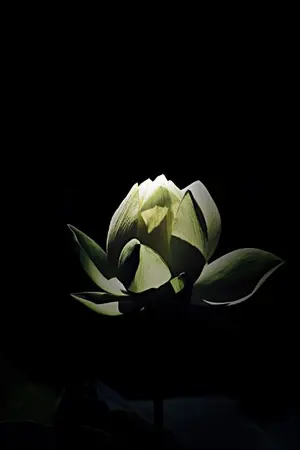 ปกนิยาย . C H A I N .