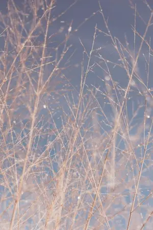 ปกนิยาย เจ้าหญิงสายเลือดต้องห้าม