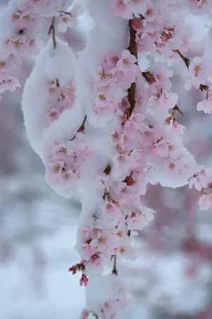 ปกนิยาย END [FIC EXO] SPIDER HEN [kaihun]