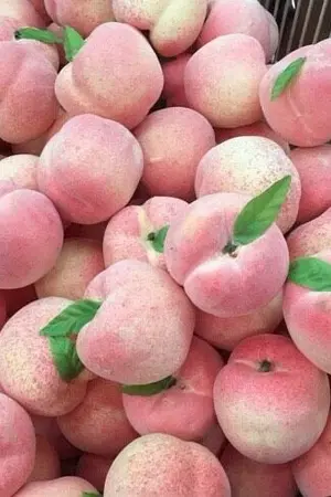 ปกนิยาย PEACH [os/sf] #คลังลูกพีชCS