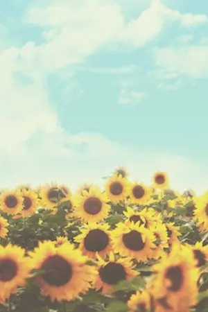 ปกนิยาย SUNFLOWER | MARKMIN