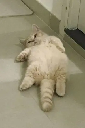 ปกนิยาย ตัวเล็กเด็ดนะครับ