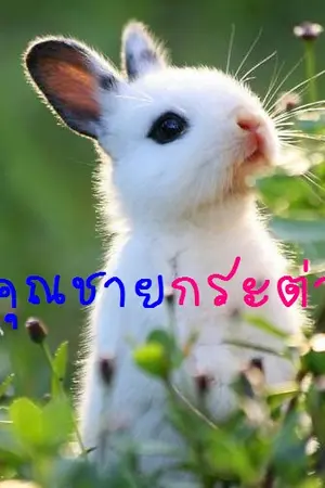 ปกนิยาย