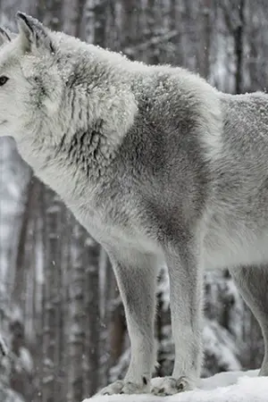 ปกนิยาย Fic: Chanbaek  Prey of wolf เหยื่อหมาป่า Ft.Hunhan Krislay Kaido [End]
