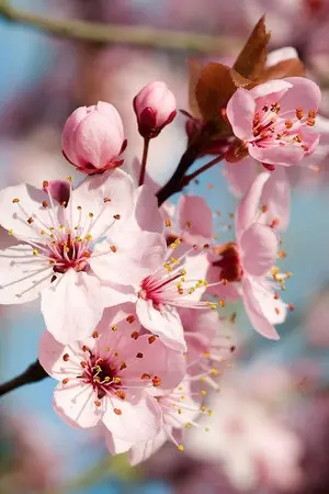 ปกนิยาย [Fic Reborn] Plum Blossom ขอโทษครับ...เธอคนนั้นเป็นของผม