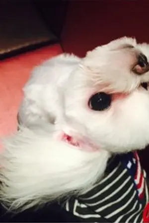 ปกนิยาย [Fic GOT7 ]Dog with idol สุนัข ไอดอล กับทีมปิ้งหมา