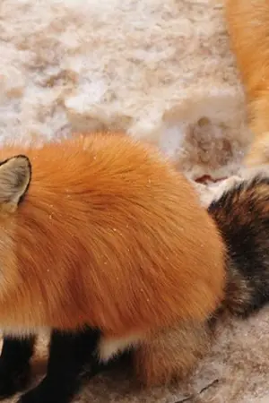 ปกนิยาย Fic harry potter [F] : จ.ลอสของเด็กผู้รอดชีวิต