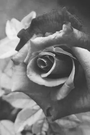 ปกนิยาย What 's too late สิ่งที่สายเกินไป(d18)