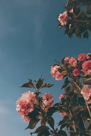 ปกนิยาย The Lost Voice