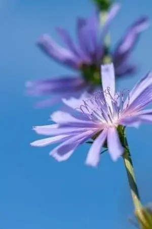 ปกนิยาย ภรรยาของอาตง