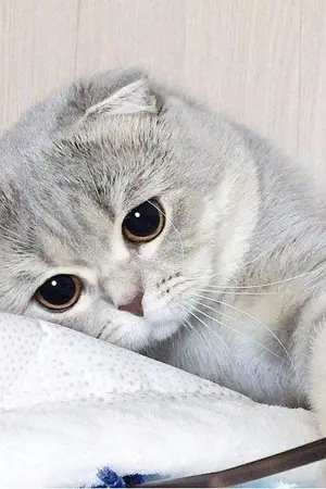 ปกนิยาย SF/OS BY False Princess