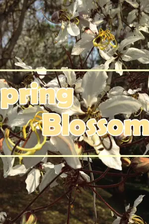 ปกนิยาย Spring Blossom | MarkBam #สปริงมบ