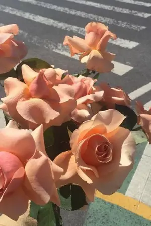 ปกนิยาย (NCT) SF/OS; Blooming Bouquet | JohnJae