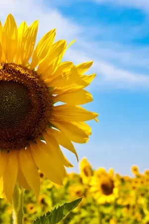 ปกนิยาย [EXO] Brother boy ( kaihun )