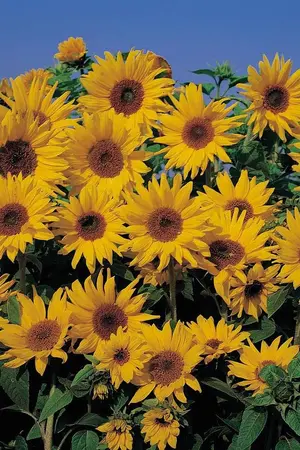 ปกนิยาย from me, to you (JaeDo)