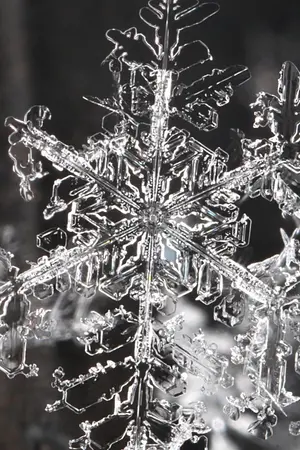 ปกนิยาย [SF/OS] SNOW FLOWER [MONSTA X]