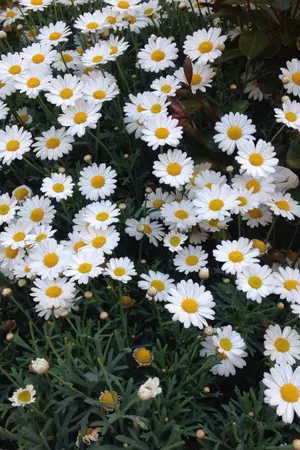 ปกนิยาย หวานใจ...นายจอมโหด