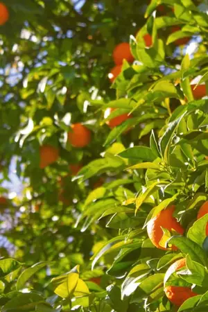 ปกนิยาย Countryside ll [ก้อย x ดาว ] ll [BelleFon ]